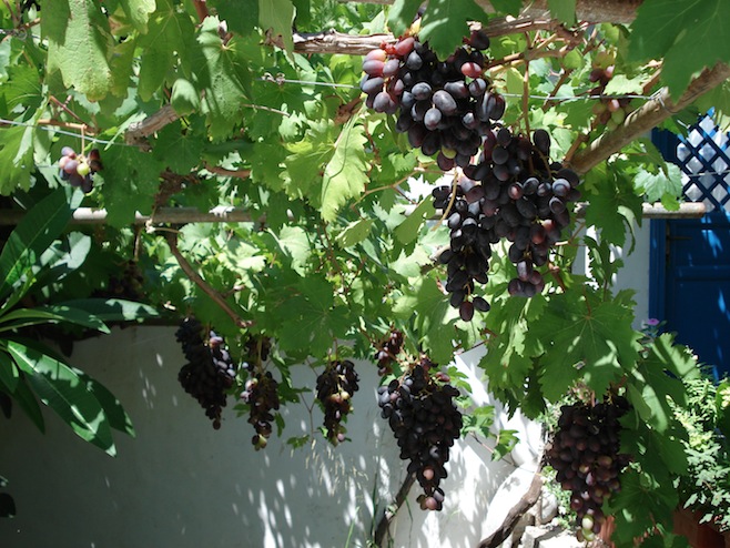 Astypalea Grapes